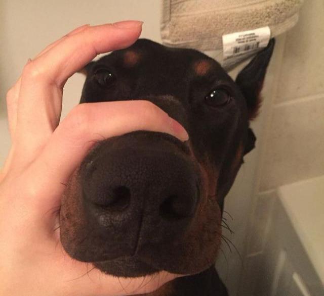 德国杜宾犬有这6种突出的优点，难怪现在还有这么多人想养！