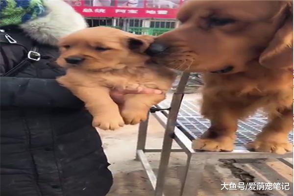 小金毛即將要被賣掉，狗媽媽依依不舍地親吻著它，讓人看得好心酸