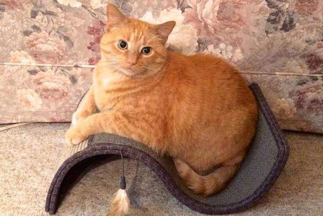 朋友的闺蜜养只小猫咪，却长成了猪的样子，问其原因悔恨至极啊