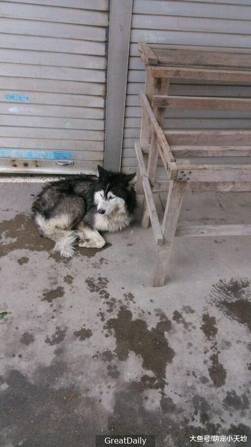 路边发现流浪汪，超暖网友想尽办法骗它回家的暖心过程人超感动