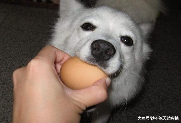 关心狗狗的主人，肯定不会让它吃这些食物，因为伤害太大