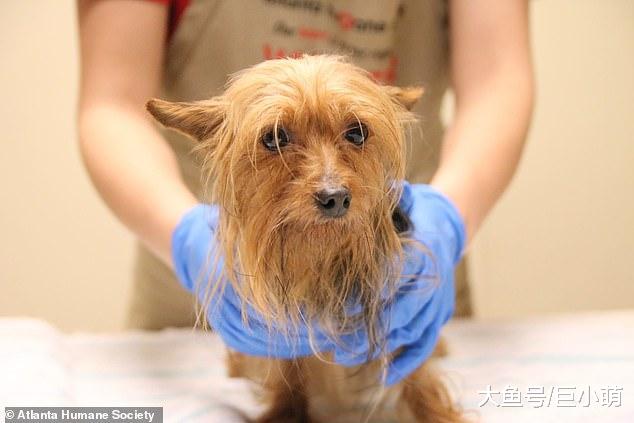 狗狗扎堆繁殖，700多只里很多是幼犬，狗最大的错就是生在繁殖场