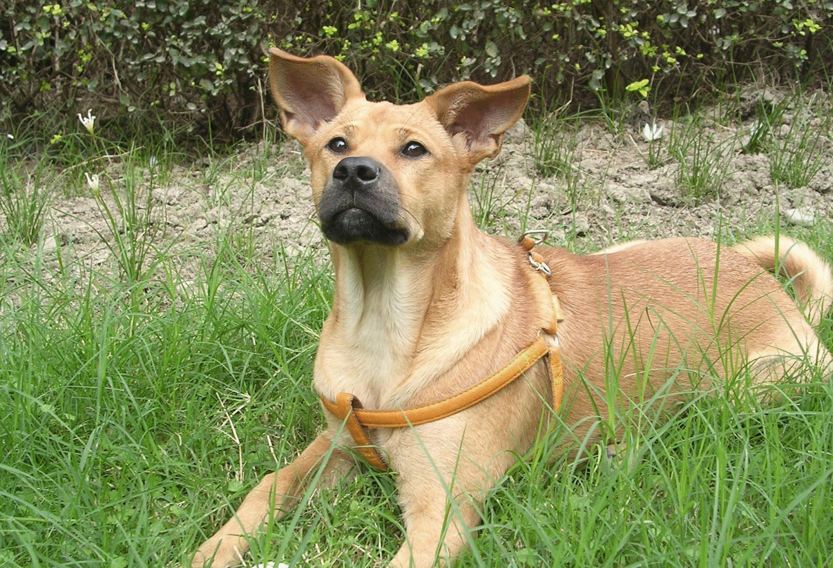 宝贝猫和狗双关语