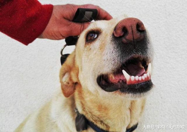 拉布拉多犬有這5個行為，說明你是它的一切，總算是沒白養！