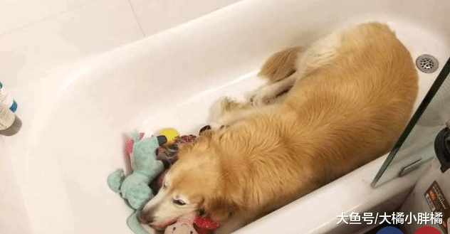 金毛对一切无所畏惧，主人搬家那天却害怕了，抱着玩具躲在浴室里