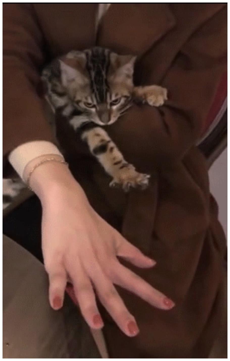 主人在貓咪面前炫耀手指，喵星人：你那只是青銅級