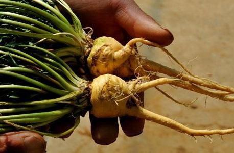 星座有妖气 它被称为“男性之友”，白开水里丢2粒，补肾助阳，让肾重回“小年轻”！