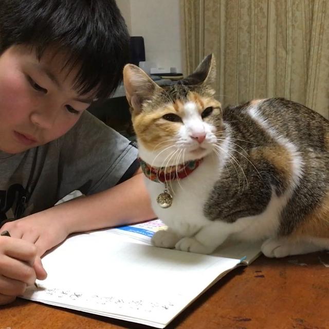 小主人想撸猫，结果脸上被抓出3到伤痕，他不放弃拿出秘密武器