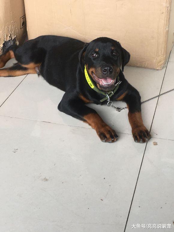 罗威纳太不老实了，它看门是挺不错的，可拆家也不逊色