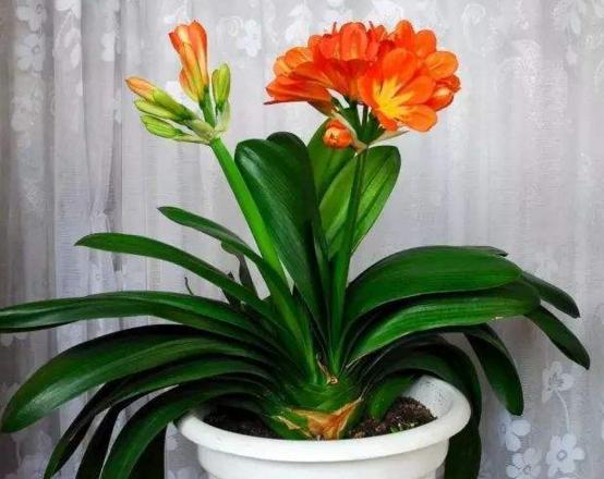 冬天最容易养的6种花，几乎不用怎么打理，种上就能开满盆