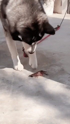 哈士奇用嘴咬龍蝦被蜇，接著一個動作讓人笑翻，二哈：我壓扁你