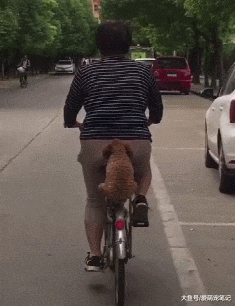 大街上偶遇一只泰迪，坐在大妈单车后座上，网友被它的稳重萌翻了