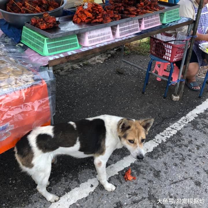 菜市场的流浪狗，赖上卖炸鸡的阿姨，只因她喂了自己一块肉