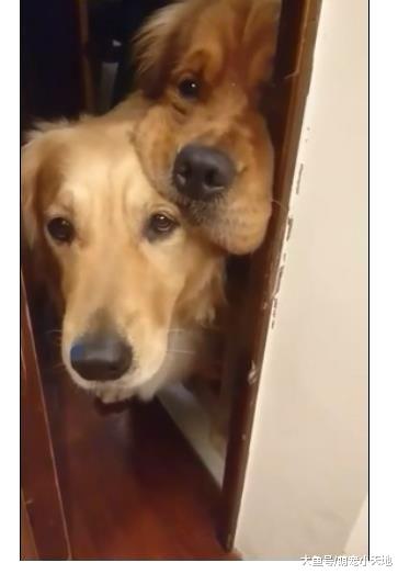 妈吃咸酥鸡见狗影！阿金姐弟钻门缝嘴边肉溢出，用渴望眼神紧盯