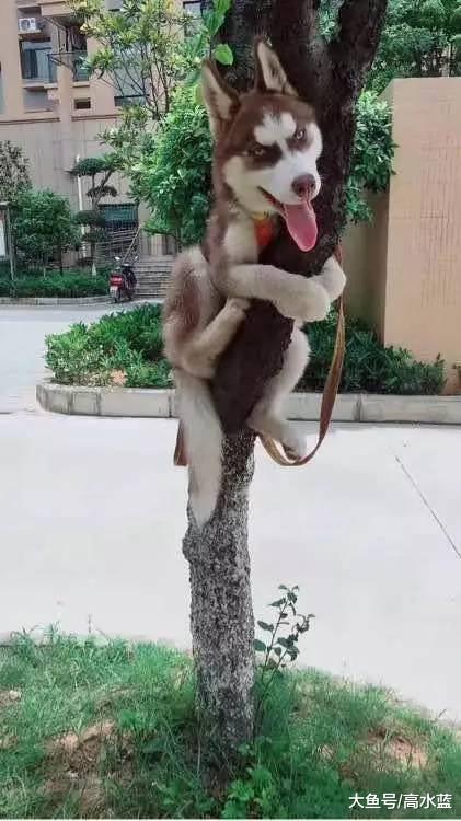 网友带二哈回了趟农村变了，朋友好心提醒：你这哈是不是一只猴子