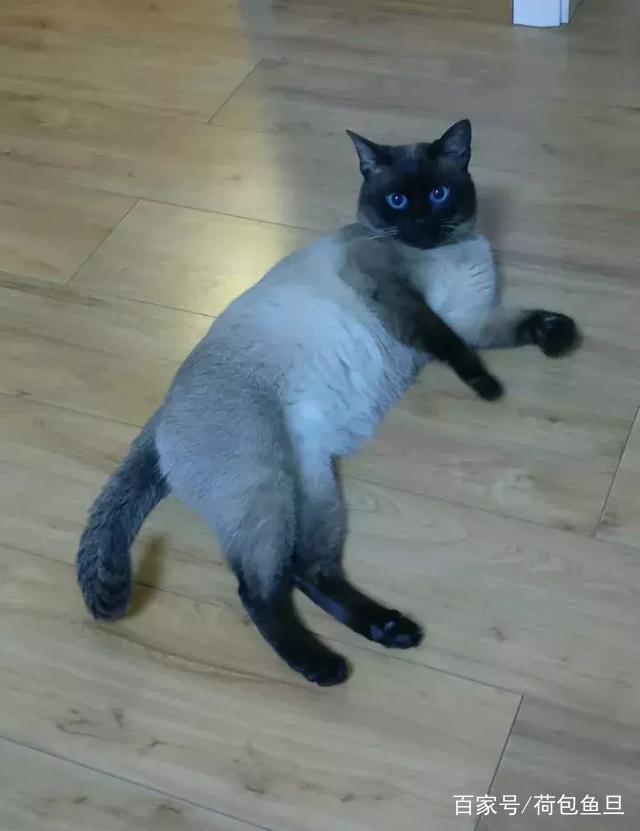 貓越養越胖怎么辦？！別猶豫，用這幾招帶貓咪減肥！