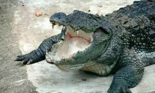 十件颠覆你三观的动物界怪事, 猫头鹰会养宠物, 蝴蝶爱喝乌龟眼泪