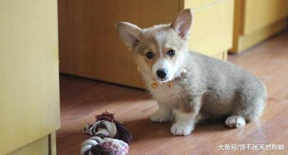 柯基拉稀怎么办？分析原因及找解决办法