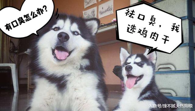 这5种狗狗，可以说是小偷的克星，好过请保镖！