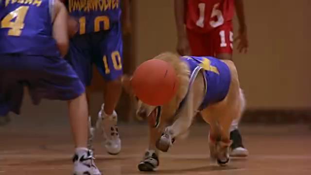 追忆童年, 有狗狗陪伴成长