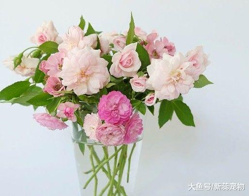 福气最好的三大生肖，子女是人中龙凤，日子越来越富有