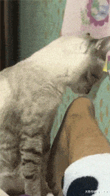 猫咪对主人的脚又闻又舔, 然后满脸的茫然, 被熏的出现幻觉了吗?