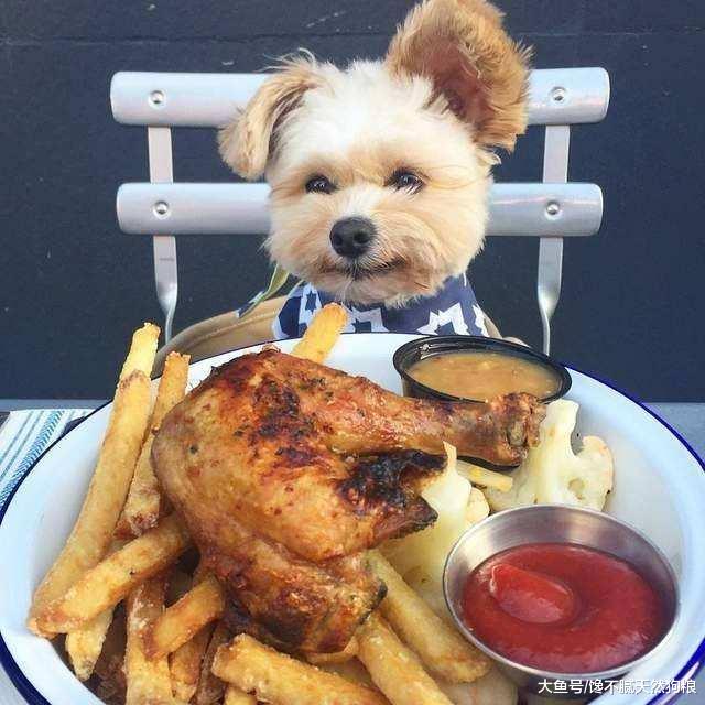 揭秘！狗狗蛋黄美毛的秘密：天天补充鸡蛋黄，就能帮狗狗美毛？