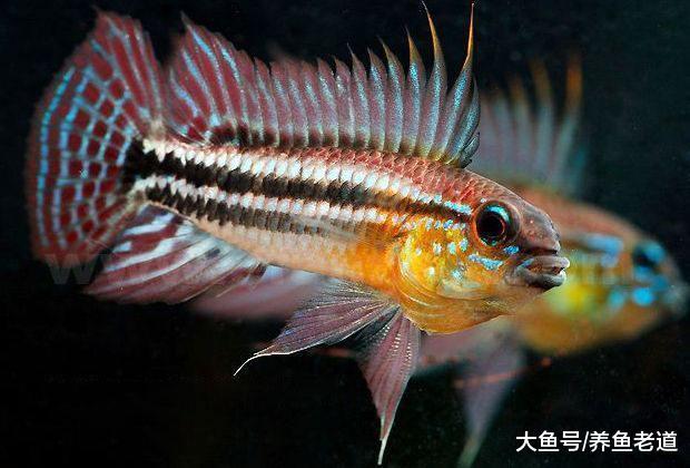 對于簡單的魚缸造景來說，是沉木好還是鵝卵石或者底沙好？