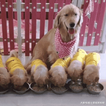 金毛生了6只宝宝，“夫妻”一起带娃，没想到狗爸更上心