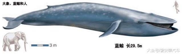 【海豚】蓝鲸多大你有概念吗? 海豚: 我怀疑它根本看不见我!