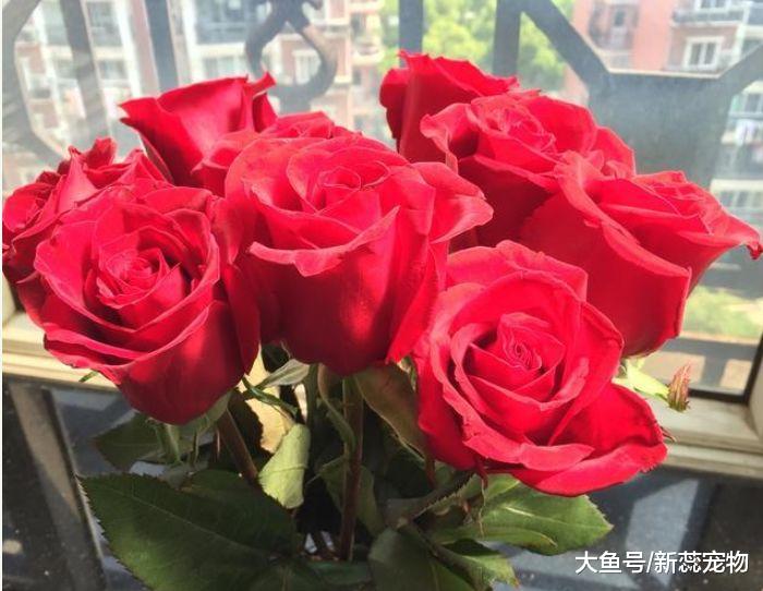 下周，矛盾如风逝去，爱情凯旋归来，3星座与旧爱相拥，余生不弃