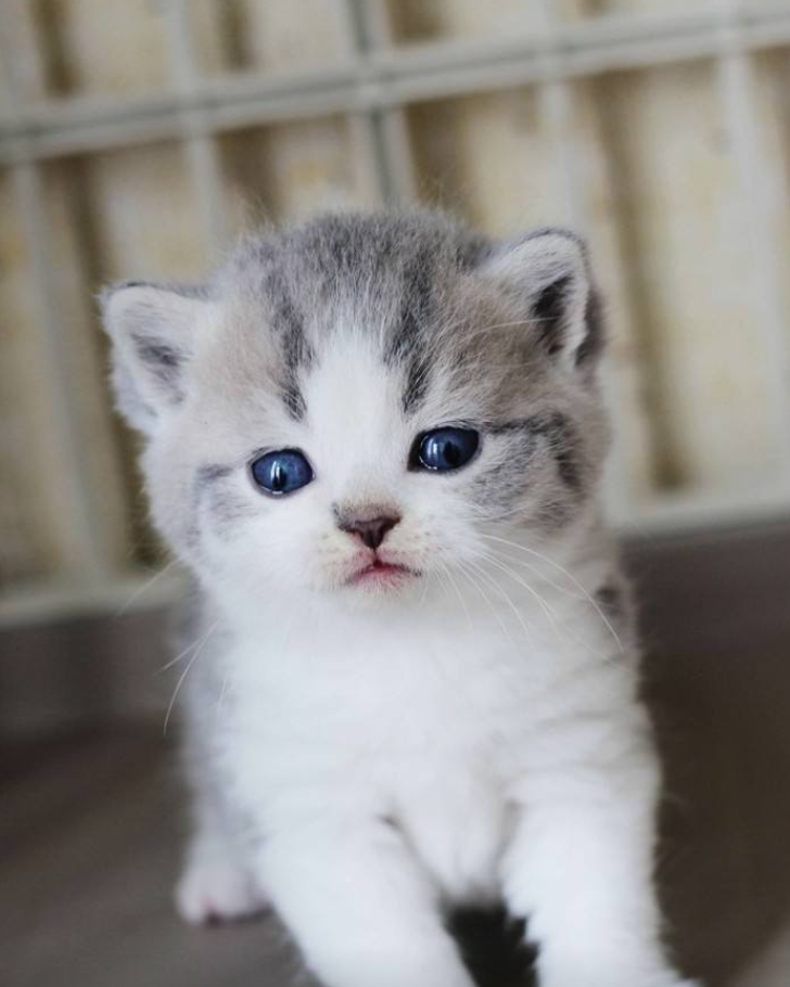 小猫咪，第一次感受主人的触摸，它的哭闹真是一绝