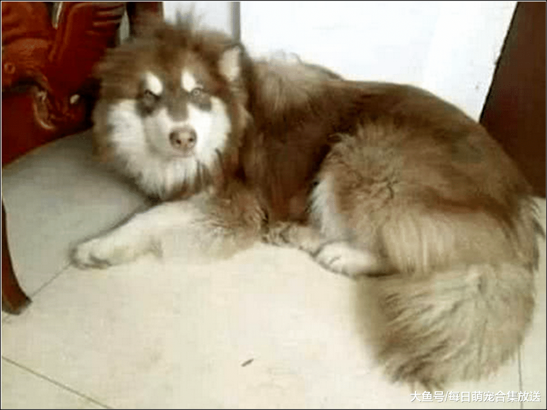 男主怕阿拉斯加无聊，买了三只乌龟陪它玩，隔天去看乌龟时气哭了