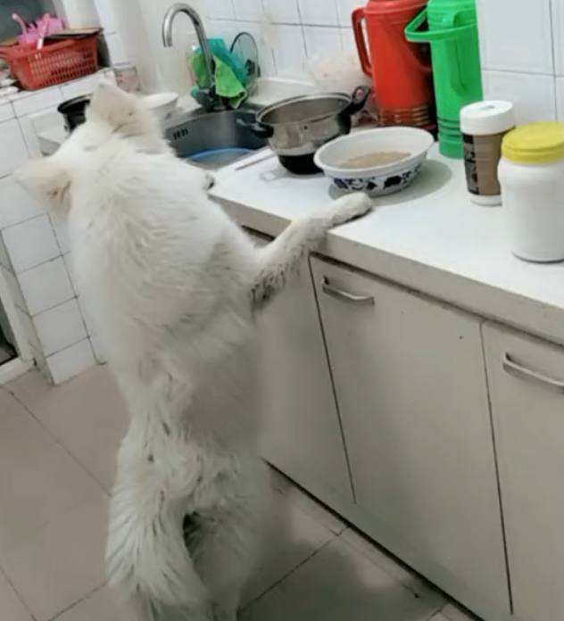 奶奶正在做饭，一旁的萨摩耶馋坏了，直接趴在炤台上不走，无语！