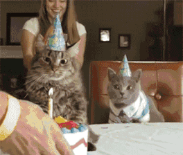 猫咪挑食？天性使然！酸甜苦鲜咸，谁才是猫最爱？