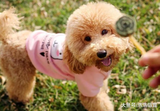 养泰迪后，宠主就不要对它做这4件事情，不然谁做谁后悔