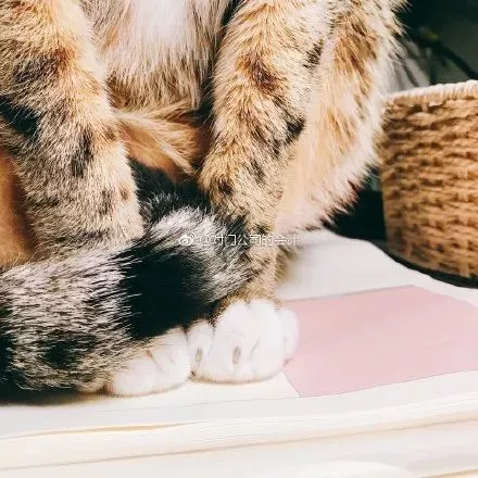 有人说，这是快速区分男女喵的方法，只不过…