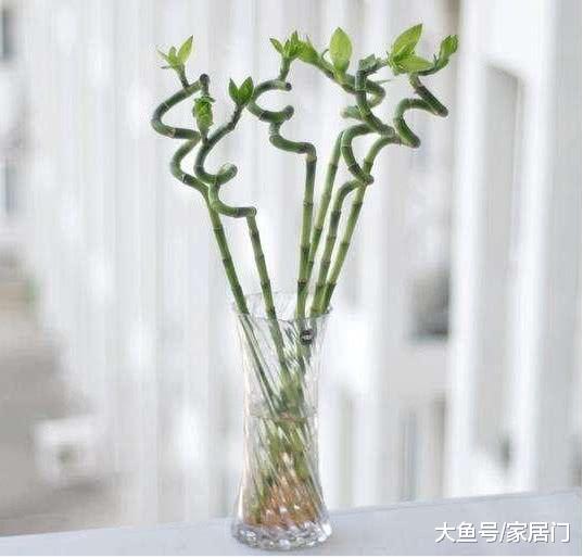 家里萬萬要養這幾種植物，有錢人一看就懂，難怪身體越住越健康