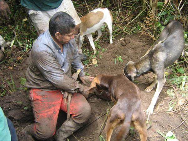农夫在野外地面拼命挖掘让人好奇，结果发现的生物让不淡定了