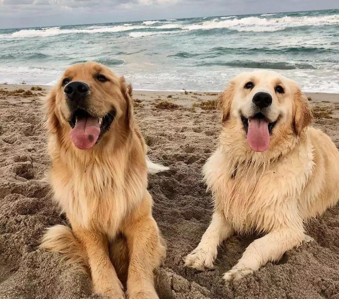 狗子自从不小心打开了前置摄像头, 便一发不可收拾...