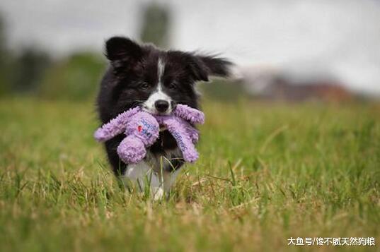 第一次买狗，主人记住这8点，就能挑到健康的小狗