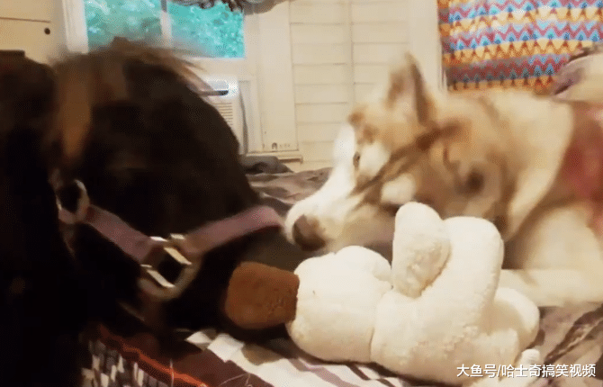 小马跟二哈一起生活后，结果却被带偏了，把自己当成了狗狗