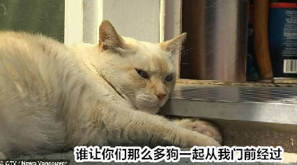 加拿大一猫咪大战7只比特斗牛犬, 网友: 这么牛逼的吗?