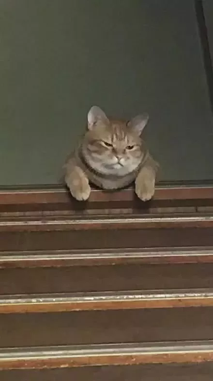 主人晚了回家喂猫，一进门就感受到事态严重…