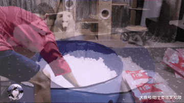 男子养了只大白狗，还给它做了个“冰窝”，结果舍不得出来了