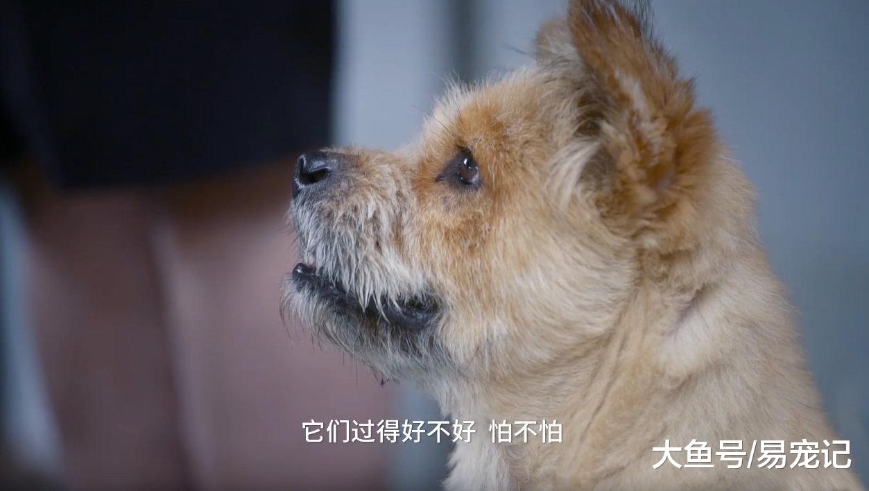 海归女孩辞去500强工作，救助32只流浪狗，给它们找新家