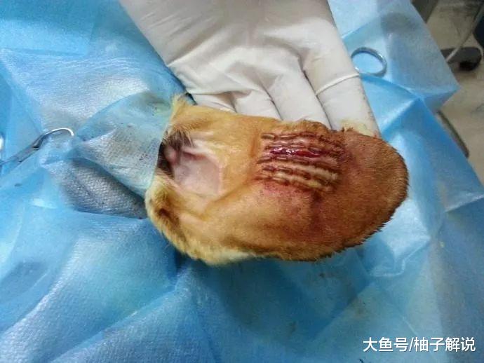 狗狗的耳朵被缝了7颗纽扣，引起众怒，兽医却说：这是在给它治病！