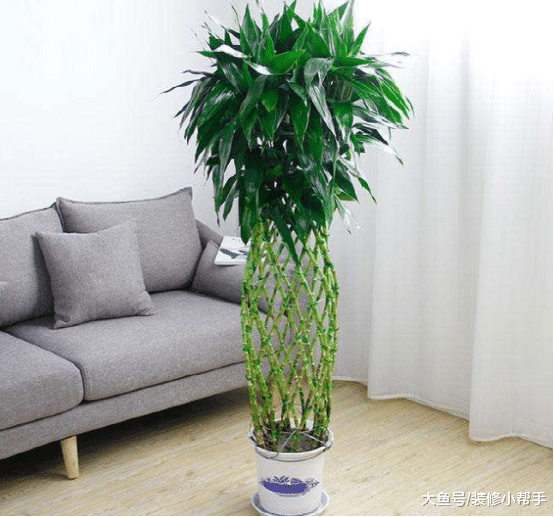 家居植物养哪些好? 有钱人都是选这几种, 回家我也学着做