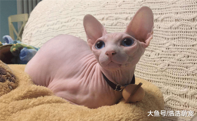 最适合家养的5种猫, 第三个“热情”, 第五个一般人买不起