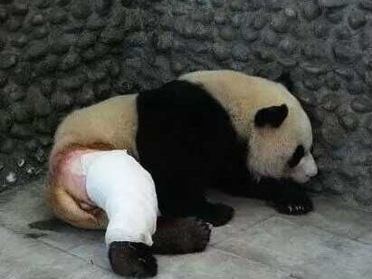 大熊猫打架骨折，被“脱裤子”治疗，原谅我不厚道的笑了！
